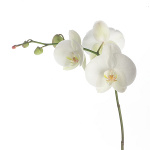 orchidej