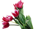 tulipán