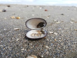 Melia Silver snubní prsteny ze stříbra