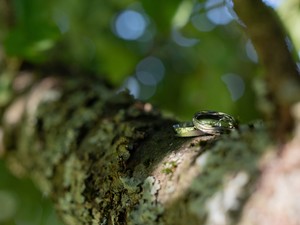 Okrus White snubní prsteny z bílého zlata