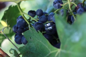 Flora Steel  ocelové snubní prsteny